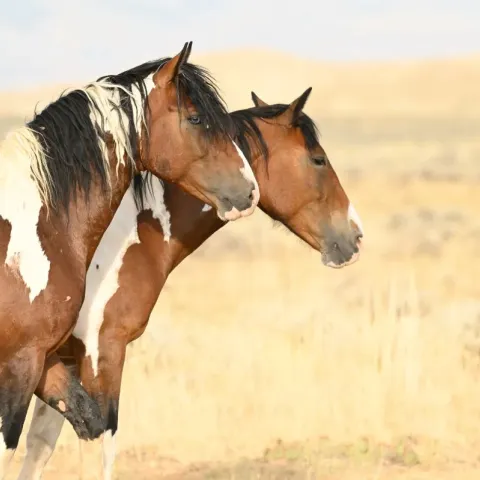 cheval-mustang