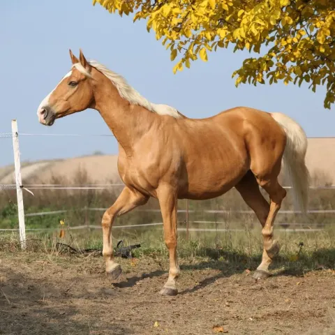 cheval-palomino-apparence