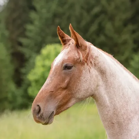 cheval-rouan-apparence