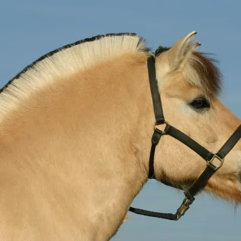 criniere-cheval-fjord