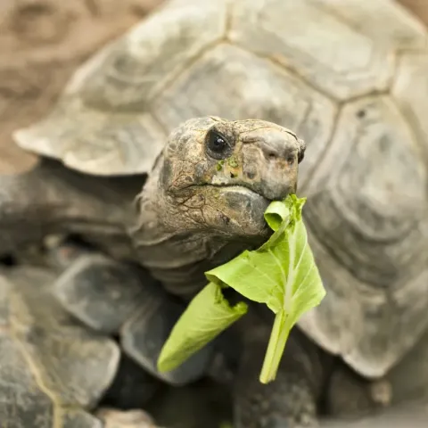 tortue-de-terre-nourriture