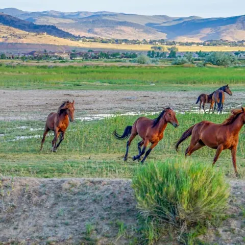 ou-voir-des-mustangs-sauvages
