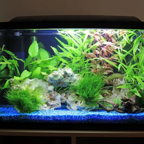 aquarium-plante