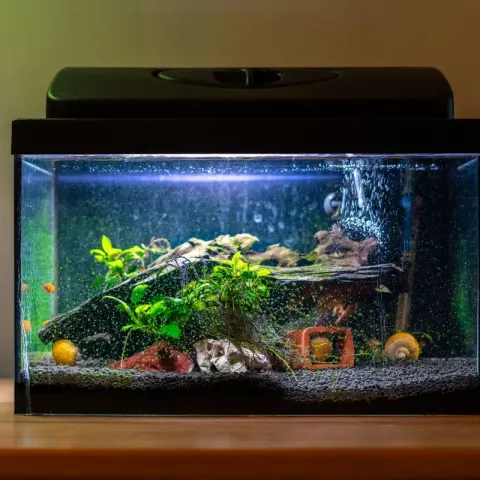 bulleur-aquarium