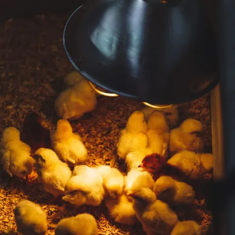 alimentation-entretien-des-poussins