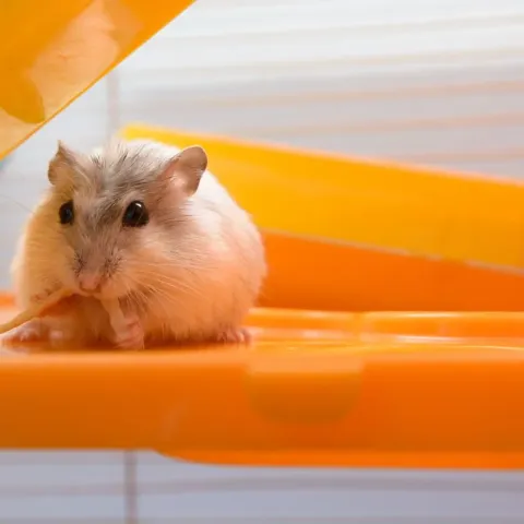 alimentation-hamster-russe