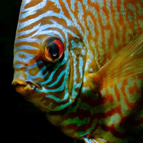 entretien-du-discus