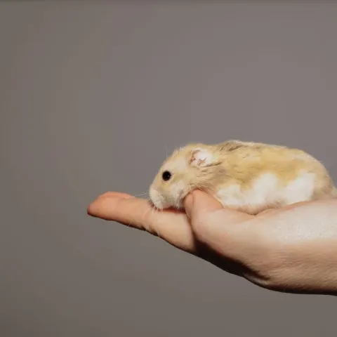 hamster-russe-calins