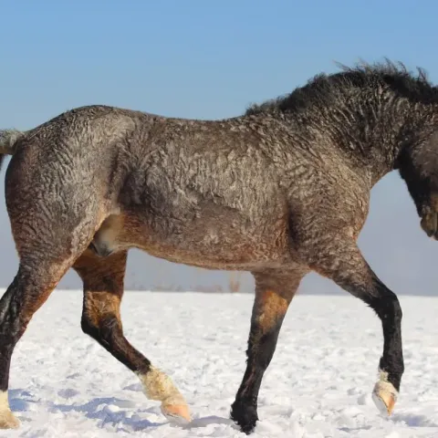 particularites-cheval-curly-hypoallergenique