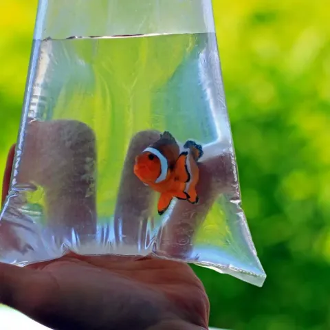 poisson-clown-aquarium