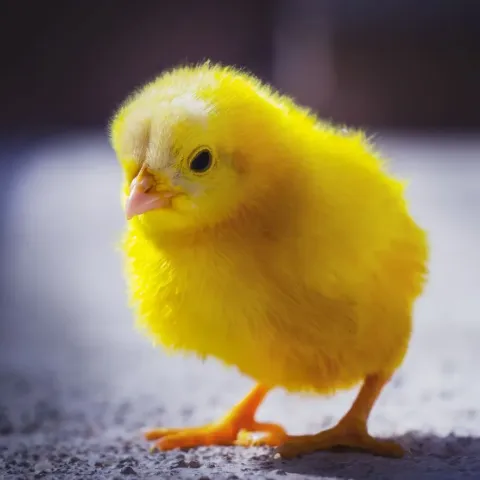 poussin-poule-coq