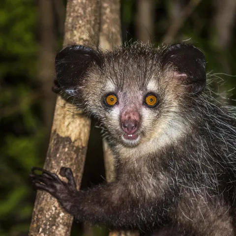 aye-aye