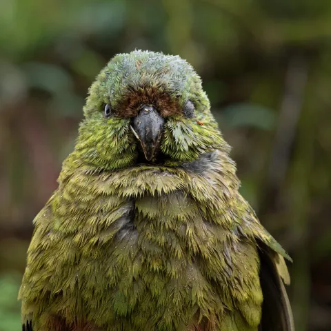 kakapo