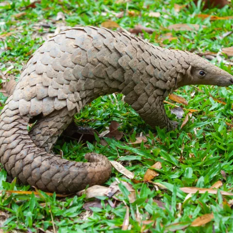 Manis javanica