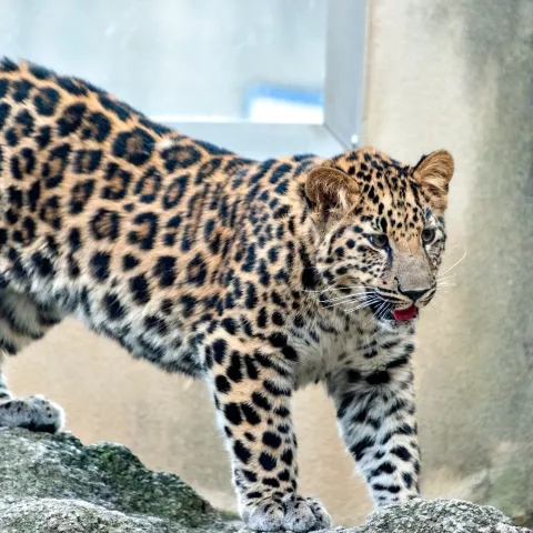 Panthera pardus orientalis