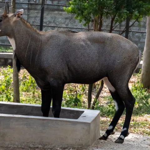 saola