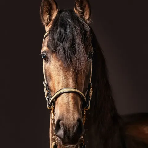 cheval-andalou-portrait