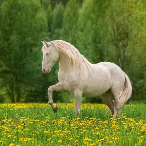 cheval-andalou