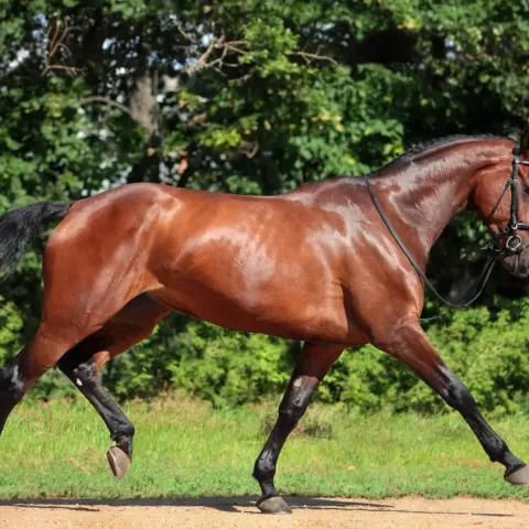 cheval-holsteiner-apparence