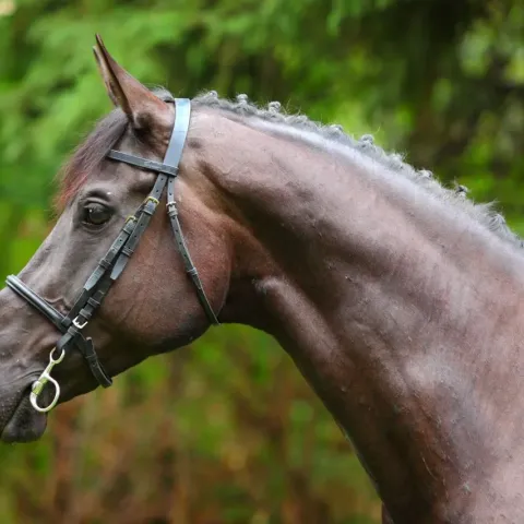 cheval-holsteiner-portrait