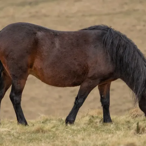 poney-dartmoor-apparence
