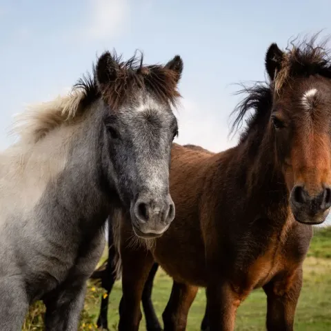poney-dartmoor