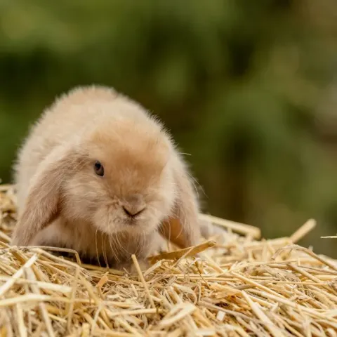 alimentation-lapin