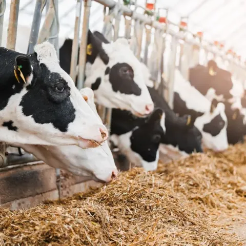 alimentation-vache-holstein