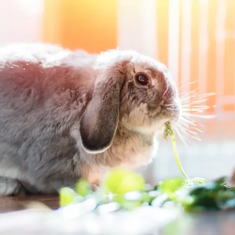 lapin-bonne-sante