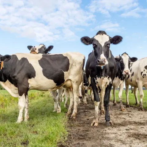 pourquoi-vache-holstein
