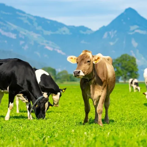 a-quoi-ressemble-les-vaches-holstein